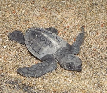 Olive Ridley hatchling Dr. Abdul Kalam Island, Odisha
